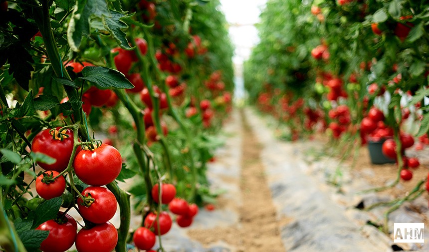 Taze Meyve Sebze ve Mamul İhracatında 2024 Sonu Hedefi 6,5 Milyar Dolar