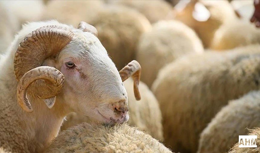 Canlı Koyun-Keçi Kilogram Fiyatı Belli oldu