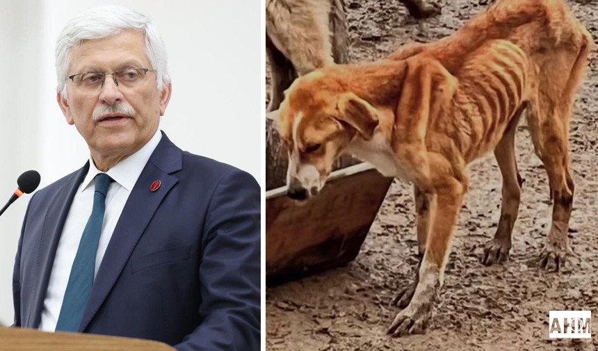 Veteriner Hekimlerden Tepki: “Hayvan Refahında Sistem Alarm Veriyor”