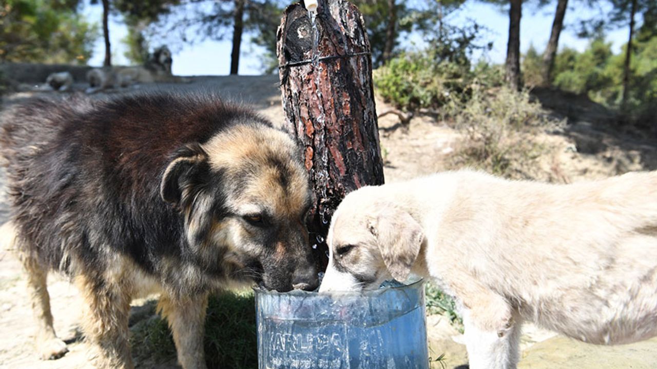 Çukurova'dan Sokak Hayvanlarına "Su" Desteği