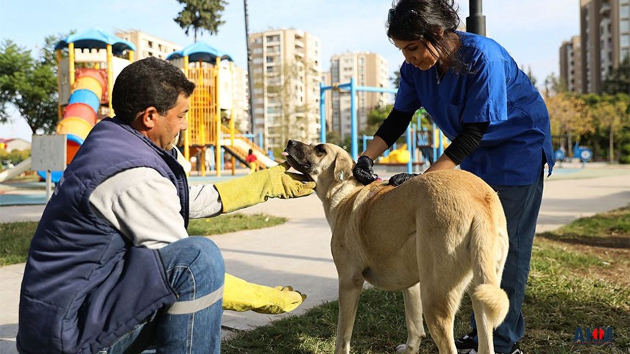 Yüreğir'de Sokak Hayvanları İçin "Kuduz Aşısı" Çalışması