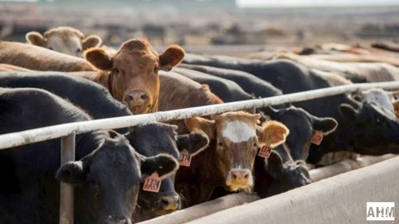 2024 yılı için 600 Bin Baş Besilik Sığır İthalatına Tepki!