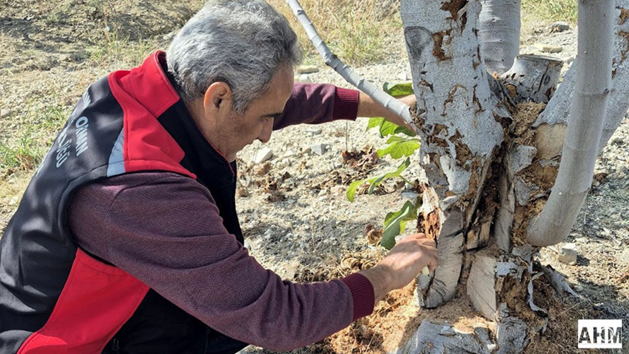 Adana’da İncir Ağaçlarını Koruma Çalışması: İncir Teke Böceği’ne Karşı Sahadalar