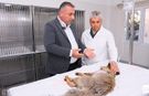 Pozantı’da Yaralı Bulunan Tilki Büyükşehir Hayvan Bakımevinde Tedavi Altına Alındı