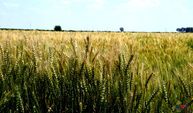 Hasat Yaklaştı Çiftçi Bekliyor! Buğday 'da Taban Fiyat Ne Olacak?