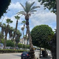 Özel
