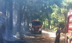 Hatay'daki Yangına Anında Müdahale, Ormanı Korudu