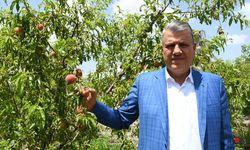 Ayhan Barut "Çiftçiyi dolu vurdu, ürünler heba oldu"