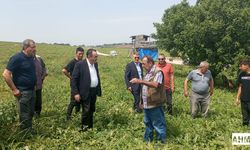 AK Parti Milletvekili Abdullah Doğru, Karataş’ta Karpuz Hasadına Katıldı
