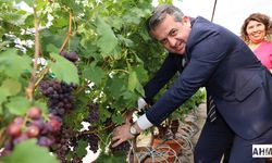 ÇÜ'de Topraksız Kültürde Üzüm ve Maviyemiş Hasadı Gerçekleştirildi