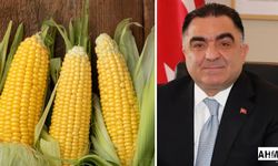 Çiftçiler Birliği Başkanı Mutlu Doğru: “Mısır Hasadına Kaygılı Giriyoruz”