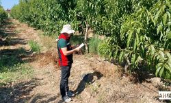 Tarım Müdürlüğü’nden Akdeniz Meyve Sineğiyle Mücadele: Üreticilere Uyarı ve Bilgilendirme