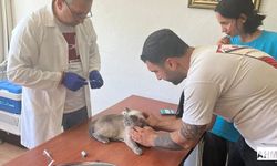 Adana’da Kedi ve Köpeklere Mikroçip ve Aşı Uygulamaları Devam Ediyor