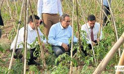AK Parti Milletvekili Abdullah Doğru’dan Domates Üreticilerine Ziyaret