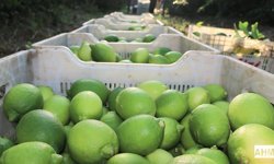 Tarımsal Girdi Fiyat Endeksi Şubat 2026: Artış Sürüyor