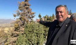 Gürer “Binlerce Hektar Orman Yok Oluyor”