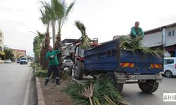 Adana Büyükşehir Belediyesi Şehir Genelinde Ağaç Budama Çalışmalarını Sürdürüyor