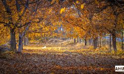 Pozantı’da Sonbahar Rotası: "Sadece Belemedik Değil, Tüm Mahallelerimiz Olacak"