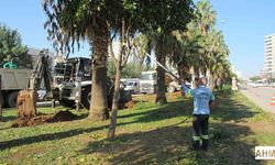 Çalışmalarda Sökülen Ağaçlar Fidanlıklara Ya Da Başka Noktalara Dikiliyor