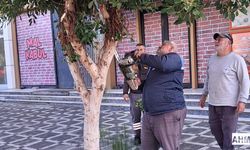 Karataş Belediyesi’nden İlçe Genelinde Yoğun Budama Çalışması