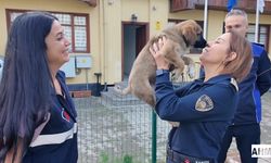 Seyhan Belediyesi Ailesi Büyüyor: Zabıta Müdürlüğüne “Patili Üye” Katıldı