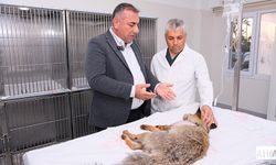 Pozantı’da Yaralı Bulunan Tilki Büyükşehir Hayvan Bakımevinde Tedavi Altına Alındı