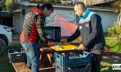 Adana’da Balon Balığıyla Mücadele Başladı: 2026 Alımları Karataş’ta Sürüyor