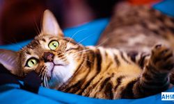 Bengal Kedisi Fiyatları, Bakım ve Özellikleri