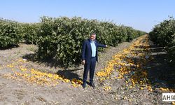 "Limonda İthalat Kararı Üretime ve Üreticiye Darbedir"