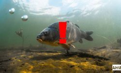 Akdeniz’de Balık Avı Yasağı Başladı: 15 Nisan – 15 Eylül Arası Geçerli