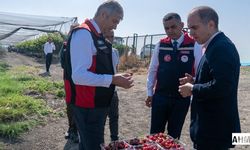 Adana’da Royal Tiago Kiraz Hasadı Yerinde İncelendi