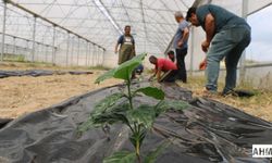 Adana’da Kahve Üretimi İçin İlk Adım Atıldı