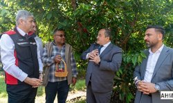 Türkiye’de Sezonun İlk Kiraz Hasadı Adana’da Yapıldı