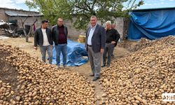 Gürer “Binlerce Ton Patates Hayvan Yemi Oldu”