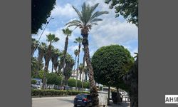 Atatürk Caddesi’nde Tehlike Saçan Ağaç: Vatandaşlar Önlem Bekliyor