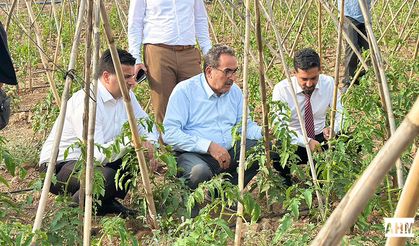 AK Parti Milletvekili Abdullah Doğru’dan Domates Üreticilerine Ziyaret