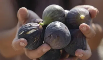 Mersin’de İncir Fidanları Meyve Vermeye Başladı