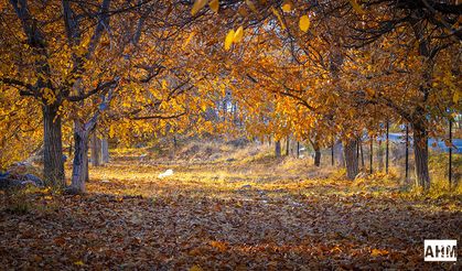Pozantı’da Sonbahar Rotası: "Sadece Belemedik Değil, Tüm Mahallelerimiz Olacak"