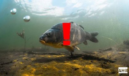 Akdeniz’de Balık Avı Yasağı Başladı: 15 Nisan – 15 Eylül Arası Geçerli