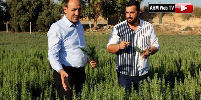 Adana'da Tıbbı ve Aromatik Bitki Ekimi Artıyor