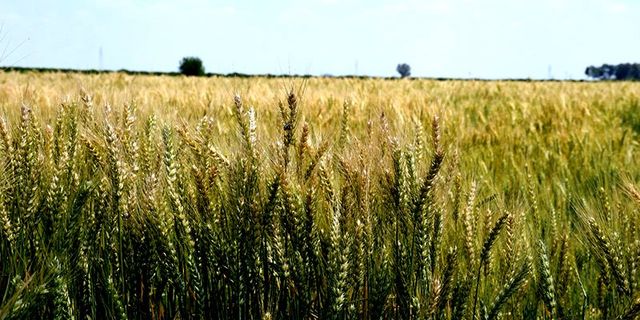 Hasat Yaklaştı Çiftçi Bekliyor! Buğday 'da Taban Fiyat Ne Olacak?