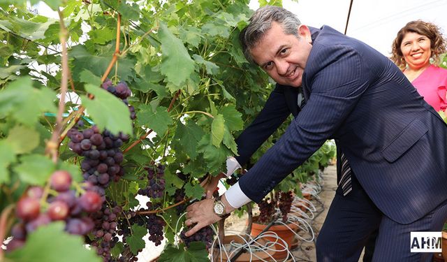 ÇÜ'de Topraksız Kültürde Üzüm ve Maviyemiş Hasadı Gerçekleştirildi