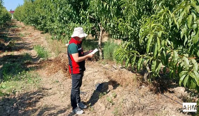 Tarım Müdürlüğü’nden Akdeniz Meyve Sineğiyle Mücadele: Üreticilere Uyarı ve Bilgilendirme