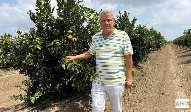 Çukurova Çiftçisini Şimdi De Sıcak Vurdu