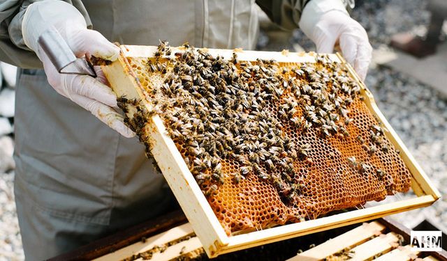 Adana’da Arılı Kovan Destekleme Başvuruları Devam Ediyor