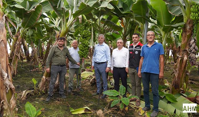 İl Tarım Müdürü Atilla Bayazıt, Sarıçam’da Muz ve Kapya Biber Üretimini İnceledi