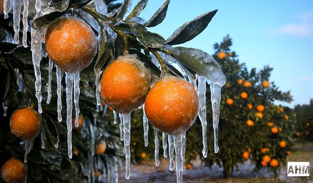 Adana'da Üreticilere 717 Milyon Don Zararı Ödemesi Yapıldı