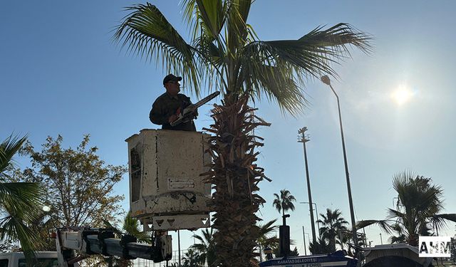 Karataş Belediyesi’nden Atapark ve Güvenlik İçin Ağaç Budama Çalışması