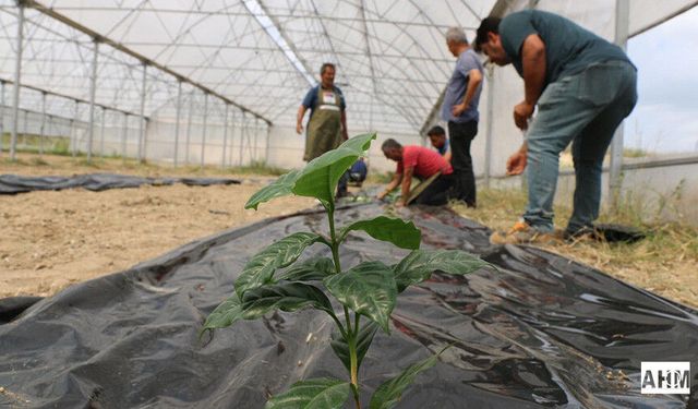 Adana’da Kahve Üretimi İçin İlk Adım Atıldı