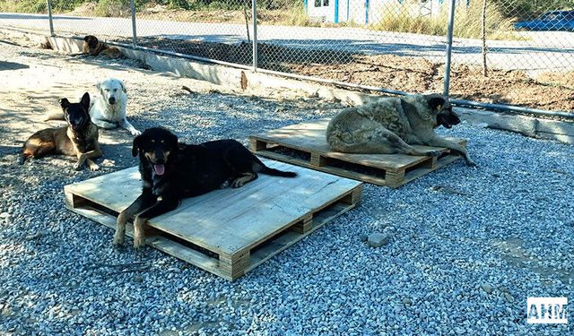 Seyhan’da Doğal Yaşam Alanına Anlamlı Destek